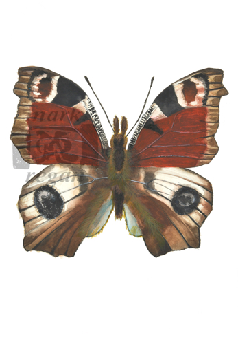 Peacock Butterfly