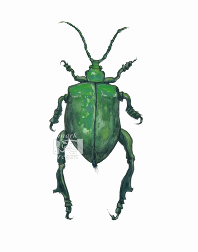 Green Beetle
